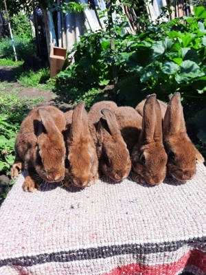 De vanzare pui rex !!!