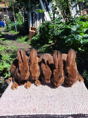 De vanzare pui rex !!! - imagine 2