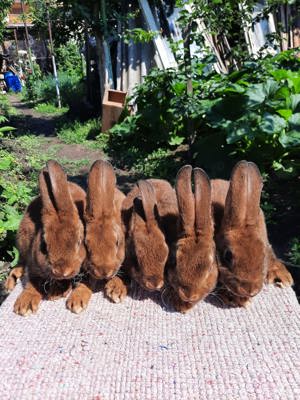 De vanzare pui rex !!! - imagine 3