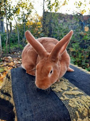 De vanzare rex galben !!! - imagine 2