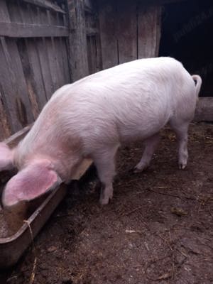 Vând porci, purcel și purcica 