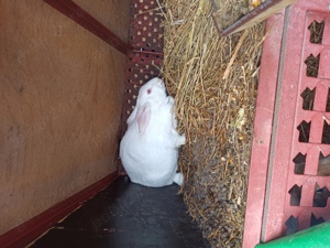 Hycol francez femele pregătite de fatare - imagine 3