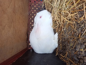 Hycol francez femele pregătite de fatare - imagine 4