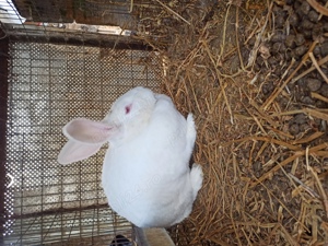 Hycol francez femele pregătite de fatare - imagine 5