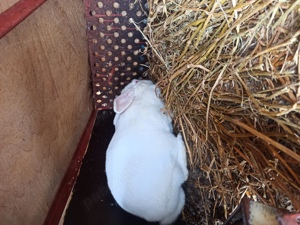 Hycol francez femele pregătite de fatare - imagine 2