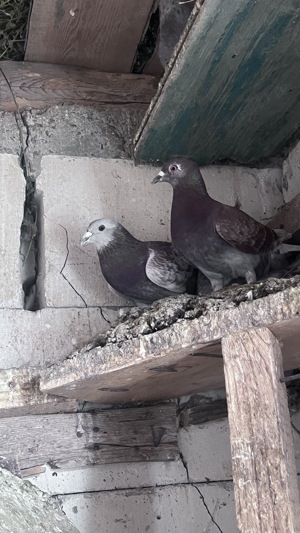 Vând porumbei voiajori   - imagine 5