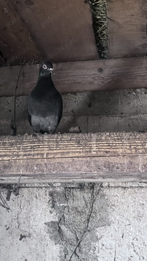 Vând porumbei voiajori   - imagine 3