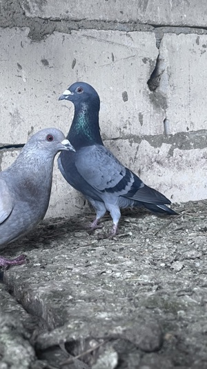 Vând porumbei voiajori   - imagine 4