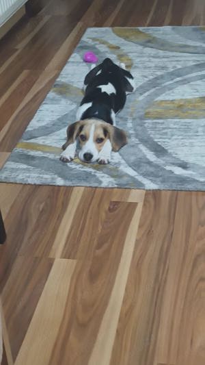 Beagle de vanzare
