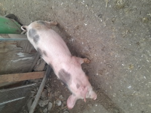 Porci de rasa și de carne
