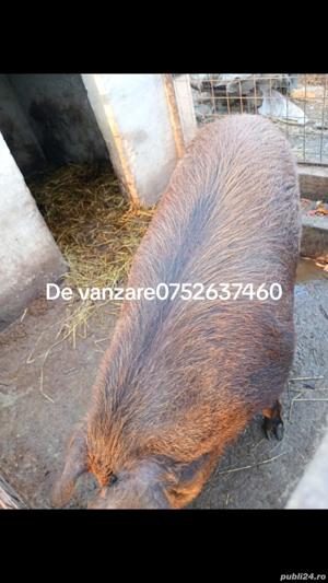 vand urgent