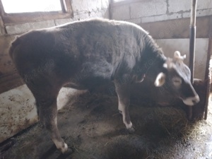 Vitica de vanzare.mai multe detalii la nr  