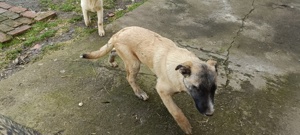 Ciobanesc Malinois Belgian