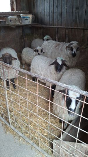 De vanzare oi - imagine 2 De vanzare oi - imagine 2