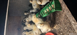 Vând pui de australorp metis la vrsta de o luna 