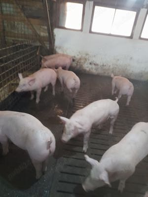 Porci purceluși purcei de carne crescuti natural 30-60 kg  - imagine 3
