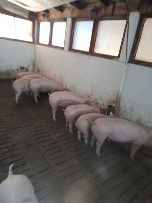 Porci vând purcei 30-60 kg crescuti natural de carne  - imagine 2