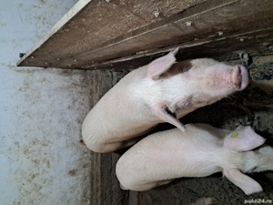 VÂND purcea (femela) de tăiat  sau de prasila