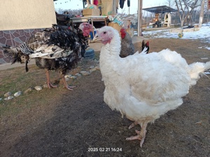 Curcă albă 17 kg crescută 100% natural