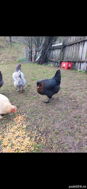 oua de araucana  - imagine 2 oua de araucana  - imagine 2