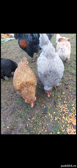 oua de araucana  - imagine 4 oua de araucana  - imagine 4