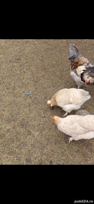 oua de araucana  - imagine 5 oua de araucana  - imagine 5