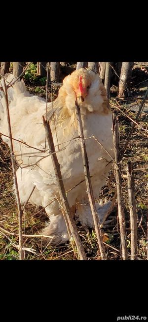 oua de araucana  - imagine 3 oua de araucana  - imagine 3