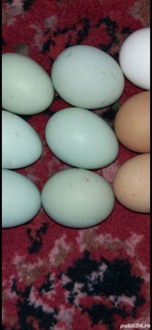 oua de araucana 