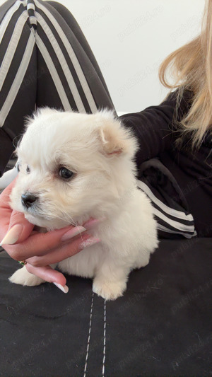  Catei Bichon Maltez 