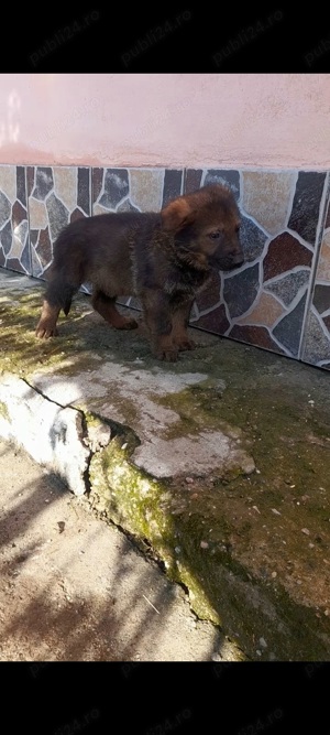 Pui ciobanesc german disponibili
