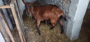 Vând capră alpina franceza și saanen 