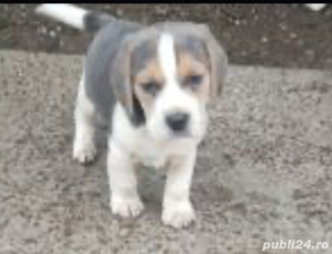 Pui beagle blue