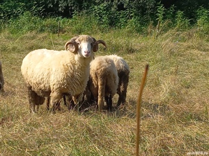 Berbec băl . Talie mare.  - imagine 4