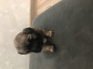 Bichon. havanez   