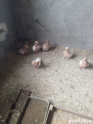 vând porumbei  - imagine 2