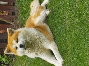 Akita Inu Japonez caut partenera - imagine 2