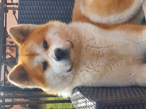 Akita Inu Japonez caut partenera