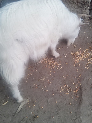 Tap de monta - imagine 2