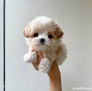 Maltipoo mini toy Autentic