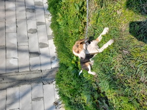 Femela beagle 2 ani