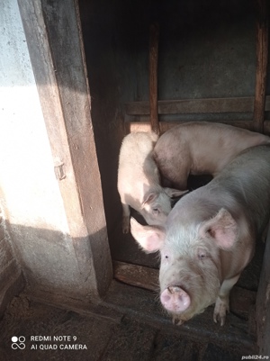 vând porci 