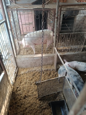 Porci de vinzare
