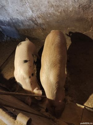 Vand porci 