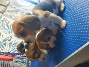 Vand pui beagle tricolor