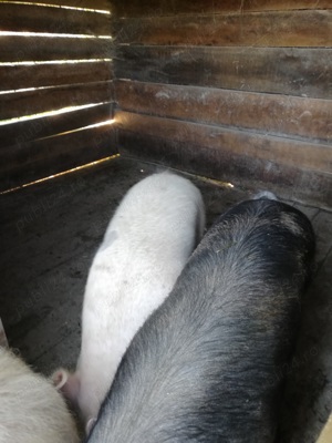 Vând 3 porci 