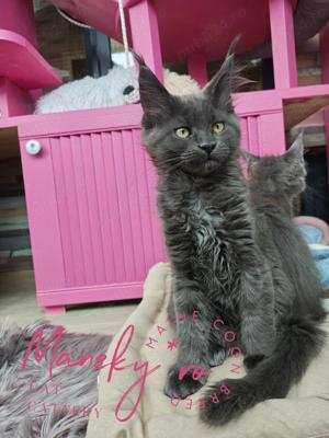 Pisici Maine coon cluj
