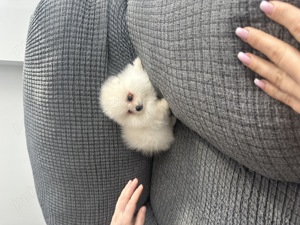 Pomeranian din parinti cu pedigree
