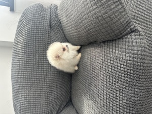 Pomeranian din parinti cu pedigree - imagine 4