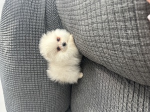 Pomeranian din parinti cu pedigree - imagine 2