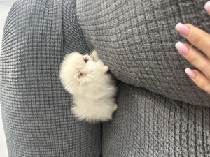 Pomeranian din parinti cu pedigree - imagine 3